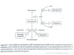 Easyhaler salbutamol sulfate is indicated in adults, adolescents and children aged 4 to 11 years. Pharmacology Of Drugs Used In Bronchial Asthma Copd
