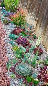 Die tropische pflanze gibt es in zwei sorten: Tolle Sukkulentenmischung Fur Einen Garten Mit Wenig Wasser In Voller Sonne Tolle Farben Forma Einen Garten Sukkulent Garten Sukkulenten Garten Ideen