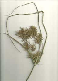 Image result for Pycreus macrostachyus