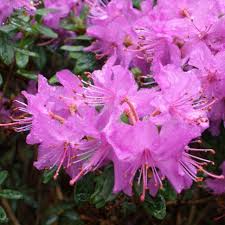 Blue Silver Dwarf Rhododendron Buy Rhododendron Blue Silver Online Millais Nurseries
