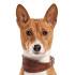 Basenji Puppies for Sale from Reputable Dog Breeders