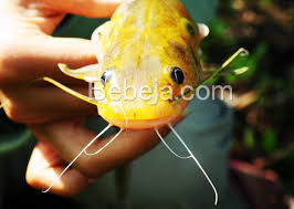 Check spelling or type a new query. Sedapnya Ikan Baung Foto Bebeja