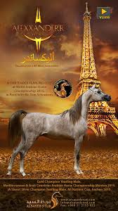 alexxanderr the great horse equestrian arabian horse yearling