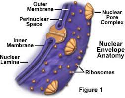 Maybe you would like to learn more about one of these? Molecular Expressions Cell Biology The Nuclear Envelope