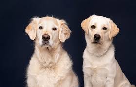Famille d'accueil chien guide belgique. Www Chienguide Be