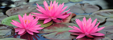 Continua la fioritura delle 30.000 rose sul celebre viale delle rose, sbocciano le centinaia di ortensie, le innumerevoli piante annuali come le dalie, fiori originari del messico e che si mostrano dalle diverse forme e varietà, impreziosiscono il viale delle aiuole fiorite. Loto E Ninfea I Fiori Per Il Laghetto Come Coltivarli Cose Di Casa