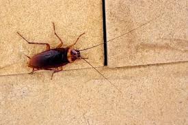 Big enough to meet your needs, small enough to care! Pest Exterminator Palm Coast Florida Pest Exterminator 32137 Palm Coast Pest Services Llc