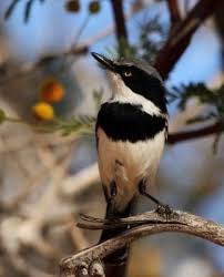 Small Wild Birds Of South Africa Pririt Batis Batis Pririt By Alan Manson Animals Beautiful Tiny Bird Wild Birds