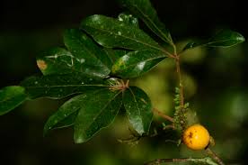 Image result for Actinodaphne