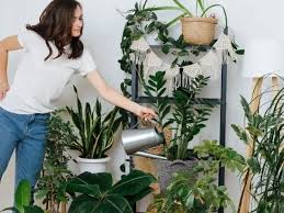 If you don't water it, the plant may go dormant and drop its leaflets. Why Is My Zz Plant Not Growing Causes What To Do Simplify Plants