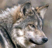0 watchers643 page views2 deviations. Lawsuit Launched To Save Lynx Wolves Condors Other Endangered Animals From Deadly Pesticides Krwg