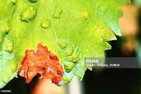 Image result for Colomerus vitis