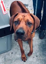 Even if your pets normally stay at home when you vacation, they will need to travel with you during an evacuation. Pet Move Of The Month Dutch Moves To Zanzibar Petrelocation