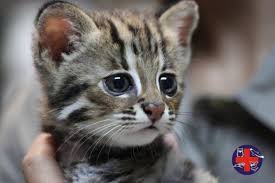 Unlike most house cats, they like water and may jump into a bathtub or pond or pool for a swim. Small Wild Cats Of Asia International Society For Endangered Cats