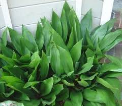 Image result for Kořenokvětka Aspidistra