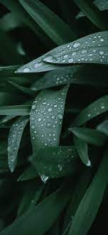 Wet Leaves Wallpaper Fotografi Abstrak Wallpaper Ponsel Abstrak