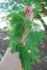 Image result for Acacia robusta