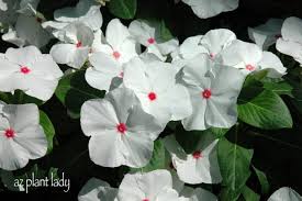 Periodically during the summer and fall it explodes with fragrant lavender flowers. Summer Annuals Archives Desert Gardening 101