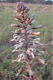 Image result for Drimia elata