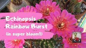 Let soil dry before watering thoroughly. My Echinopsis Rainbow Burst In Super Bloom Cactus Flower Youtube