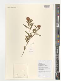 Image result for Nidorella ivifolia