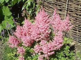 Astilbe Shade Plants Plants Shade Flowers