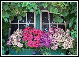 Butchart Gardens Butchart Gardens Patio Flowers Olive Garden Delivery