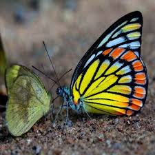 Pin On The Marvellous Flying Flowers Butterflies And Moths