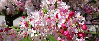 Maybe you would like to learn more about one of these? Great Trees For Flower Power The North Carolina Arboretum