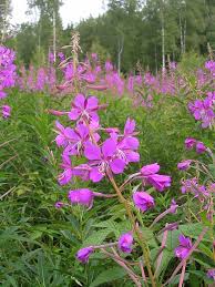 All over the world there are species of flower that can be safely eaten, and they certainly add variety to our diets! Rosebay Willowherb Wild Flowers Uk Wild Flower Meadow Edible Wild Plants