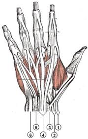 How to tell if my wrist tendon is torn and what level it is? answered by dr. Muscles Of The Hand Wikipedia