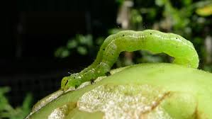 It has five pairs of prolegs with. Green Caterpillar Identification Guide 18 Common Types Owlcation