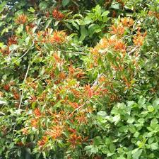 Image result for Agelanthus natalitius