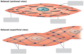Vascular smooth muscle contracts, blood vessels become narrower and less blood flows through them. Solved 8 Of 8 Review Learning Goal To Learn The Parts Of Chegg Com