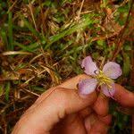 Image result for Heterotis decumbens