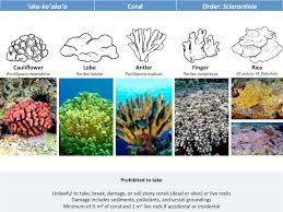 They are porous and have many cavities, not to mention the variety of sizes from small to large. Coral Reefs Managing Reefs
