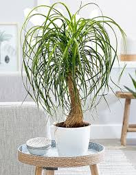 Image result for Beaucarnea recurvata