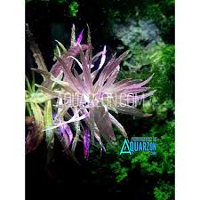 Image result for Hygrophila hippuroides