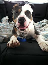 The ukc (united kennel club) and the abkc (american bully kennel club) divide these categories into xl. Pin By Ariel Ferrell On My Pride And Joy Tri Color Pitbull Pitbull Puppies For Sale Pitbull Puppies