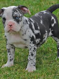 English bulldogs are simultaneously a symbol of british tenacity and an immensely popular american pet. Free Download Very Rare Blue Merle Olde English Bulldog Pups Wisbech 1280x1104 For Your Desktop Mobile Tablet Explore 49 Old English Bulldog Wallpaper Bulldogs Wallpapers