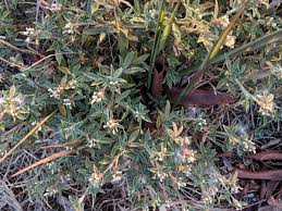Image result for Stylosanthes fruticosa
