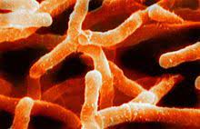 Actinomyces Wikipedia