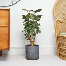 Image result for Polyscias kivuensis