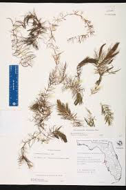 Image result for Ceratophyllum muricatum