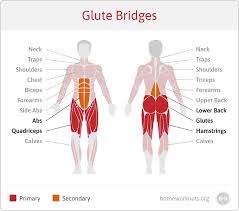 But the glutes actually are composed of three muscles: What Muscles Do Glute Bridges Work Home Workouts