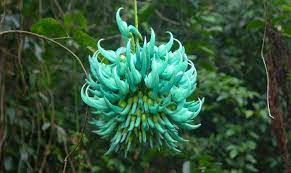 It has the rarest flowering construction. Top 10 Most Incredibly Rare Flowers In The World Livinghours