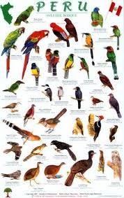 Peru Forest Bird Guide Amazon Co Uk Robert Dean Mark