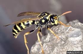 All Black Bug That Looks Like A Wasp Got Pests Get Rid Of Wasps Wasp Bees And Wasps