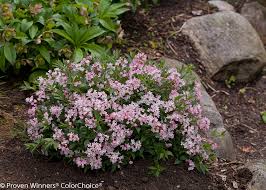We did not find results for: Spring Flowering Shrubs Proven Winners