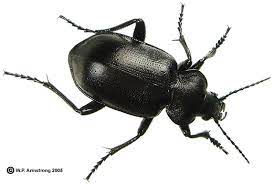 Called the southwestern eyed click beetle , as well as cousins on the west coast and in the pacific northwest called the western eyed click beetle. Beetles